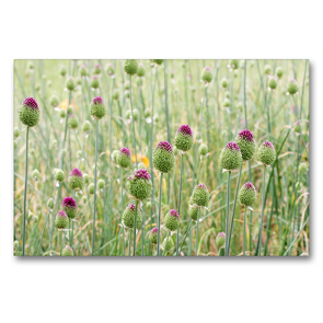 Premium Textil-Leinwand 90 x 60 cm Quer-Format Allium sphaerocephalon | Wandbild, HD-Bild auf Keilrahmen, Fertigbild auf hochwertigem Vlies, Leinwanddruck von Gisela Kruse