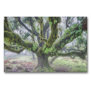 Premium Textil-Leinwand 90 x 60 cm Quer-Format Alter Lorbeerbaum im Nebel | Wandbild, HD-Bild auf Keilrahmen, Fertigbild auf hochwertigem Vlies, Leinwanddruck von Juergen Schonnop