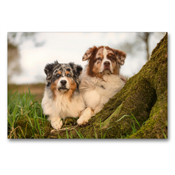 Premium Textil-Leinwand 90 x 60 cm Quer-Format Australian Shepherds Paul und Maex | Wandbild, HD-Bild auf Keilrahmen, Fertigbild auf hochwertigem Vlies, Leinwanddruck von Annett Mirsberger