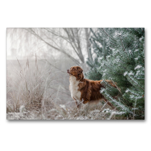 Premium Textil-Leinwand 90 x 60 cm Quer-Format Australian Shepherd in frostiger Winterlandschaft | Wandbild, HD-Bild auf Keilrahmen, Fertigbild auf hochwertigem Vlies, Leinwanddruck von Annett Mirsberger www.tierpfoto.de