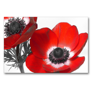 Premium Textil-Leinwand 90 x 60 cm Quer-Format Anemonen | Wandbild, HD-Bild auf Keilrahmen, Fertigbild auf hochwertigem Vlies, Leinwanddruck von Stefanie Kools