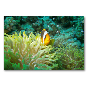 Premium Textil-Leinwand 90 x 60 cm Quer-Format Anemonenfisch | Wandbild, HD-Bild auf Keilrahmen, Fertigbild auf hochwertigem Vlies, Leinwanddruck von Janita Webeler