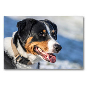 Premium Textil-Leinwand 90 x 60 cm Quer-Format Appenzeller Sennenhund | Wandbild, HD-Bild auf Keilrahmen, Fertigbild auf hochwertigem Vlies, Leinwanddruck von SchnelleWelten