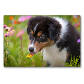 Premium Textil-Leinwand 90 x 60 cm Quer-Format Australian Shepherd Welpe leckt an einer Blüte | Wandbild, HD-Bild auf Keilrahmen, Fertigbild auf hochwertigem Vlies, Leinwanddruck von Annett Mirsberger www.tierpfoto.de
