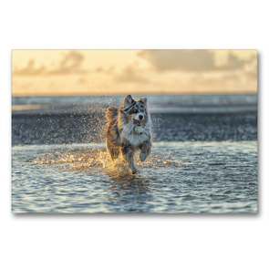 Premium Textil-Leinwand 90 x 60 cm Quer-Format Australian Shepherd badet in der Nordsee | Wandbild, HD-Bild auf Keilrahmen, Fertigbild auf hochwertigem Vlies, Leinwanddruck von Annett Mirsberger