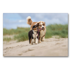 Premium Textil-Leinwand 90 x 60 cm Quer-Format Australian Shepherd spielt mit Aussiewelpe am Strand | Wandbild, HD-Bild auf Keilrahmen, Fertigbild auf hochwertigem Vlies, Leinwanddruck von Annett Mirsberger www.annettmirsberger.de