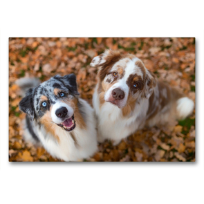 Premium Textil-Leinwand 90 x 60 cm Quer-Format Australian Shepherds schauen erwartungsvoll in die Kamera , gibt es ein Leckerchen? | Wandbild, HD-Bild auf Keilrahmen, Fertigbild auf hochwertigem Vlies, Leinwanddruck von Annett Mirsberger