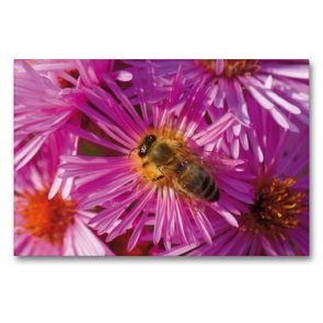 Premium Textil-Leinwand 90 x 60 cm Quer-Format Biene auf rosa Aster | Wandbild, HD-Bild auf Keilrahmen, Fertigbild auf hochwertigem Vlies, Leinwanddruck von Kattobello