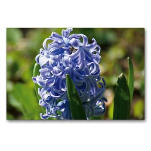 Premium Textil-Leinwand 90 x 60 cm Quer-Format Blaue Hyazinthe (Hyacinthus) | Wandbild, HD-Bild auf Keilrahmen, Fertigbild auf hochwertigem Vlies, Leinwanddruck von kattobello