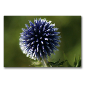 Premium Textil-Leinwand 90 x 60 cm Quer-Format Blaue Kugeldistel (Echinops) | Wandbild, HD-Bild auf Keilrahmen, Fertigbild auf hochwertigem Vlies, Leinwanddruck von kattobello