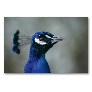 Premium Textil-Leinwand 90 x 60 cm Quer-Format Blauer Pfau Portrait | Wandbild, HD-Bild auf Keilrahmen, Fertigbild auf hochwertigem Vlies, Leinwanddruck von Kattobello