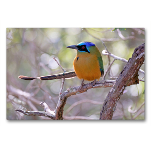 Premium Textil-Leinwand 90 x 60 cm Quer-Format Blauscheitelmotmot (Momotus Momota) | Wandbild, HD-Bild auf Keilrahmen, Fertigbild auf hochwertigem Vlies, Leinwanddruck von © viaje.ch