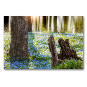 Premium Textil-Leinwand 90 x 60 cm Quer-Format Blausternchen | Wandbild, HD-Bild auf Keilrahmen, Fertigbild auf hochwertigem Vlies, Leinwanddruck von Tilo Grellmann Photography