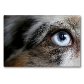 Premium Textil-Leinwand 90 x 60 cm Quer-Format Blue Merle Auge von einem American Shepherd | Wandbild, HD-Bild auf Keilrahmen, Fertigbild auf hochwertigem Vlies, Leinwanddruck von Youlia