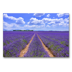 Premium Textil-Leinwand 90 x 60 cm Quer-Format Blühender Lavendel bei Valensole | Wandbild, HD-Bild auf Keilrahmen, Fertigbild auf hochwertigem Vlies, Leinwanddruck von Jürgen Feuerer