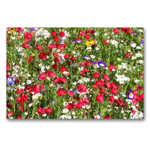 Premium Textil-Leinwand 90 x 60 cm Quer-Format Blumenwiese mit Rotem Lein | Wandbild, HD-Bild auf Keilrahmen, Fertigbild auf hochwertigem Vlies, Leinwanddruck von Gisela Kruse