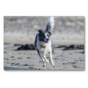 Premium Textil-Leinwand 90 x 60 cm Quer-Format Border Collie am Strand | Wandbild, HD-Bild auf Keilrahmen, Fertigbild auf hochwertigem Vlies, Leinwanddruck von Barbara Homolka