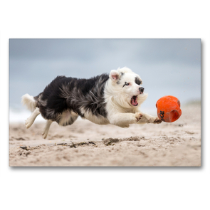 Premium Textil-Leinwand 90 x 60 cm Quer-Format Border Collie beim Ballspiel | Wandbild, HD-Bild auf Keilrahmen, Fertigbild auf hochwertigem Vlies, Leinwanddruck von Annett Mirsberger