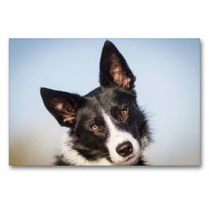 Premium Textil-Leinwand 90 x 60 cm Quer-Format Border Collie – mein treuer Begleiter | Wandbild, HD-Bild auf Keilrahmen, Fertigbild auf hochwertigem Vlies, Leinwanddruck von Barbara Homolka
