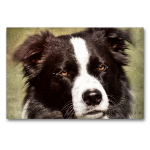 Premium Textil-Leinwand 90 x 60 cm Quer-Format Border Collie | Wandbild, HD-Bild auf Keilrahmen, Fertigbild auf hochwertigem Vlies, Leinwanddruck von Kattobello