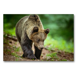 Premium Textil-Leinwand 90 x 60 cm Quer-Format Braunbär | Wandbild, HD-Bild auf Keilrahmen, Fertigbild auf hochwertigem Vlies, Leinwanddruck von Johann Schörkhuber
