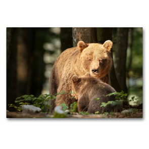 Premium Textil-Leinwand 90 x 60 cm Quer-Format Braunbären | Wandbild, HD-Bild auf Keilrahmen, Fertigbild auf hochwertigem Vlies, Leinwanddruck von Johann Schörkhuber