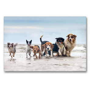 Premium Textil-Leinwand 90 x 60 cm Quer-Format Aussie, Beagle und Co. am Strand | Wandbild, HD-Bild auf Keilrahmen, Fertigbild auf hochwertigem Vlies, Leinwanddruck von Annett Mirsberger