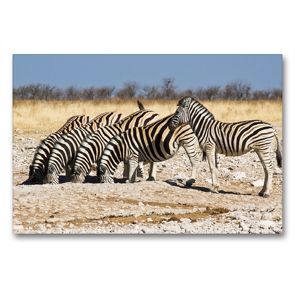 Premium Textil-Leinwand 90 x 60 cm Quer-Format Burchell Zebras an einem Wasserloch im Etosha National Park | Wandbild, HD-Bild auf Keilrahmen, Fertigbild auf hochwertigem Vlies, Leinwanddruck von Juergen Woehlke