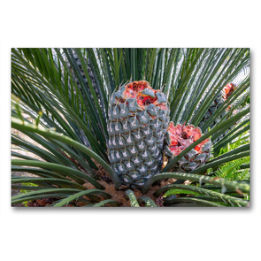 Premium Textil-Leinwand 90 x 60 cm Quer-Format Burrawang, Macrozamia communis, Australien | Wandbild, HD-Bild auf Keilrahmen, Fertigbild auf hochwertigem Vlies, Leinwanddruck von Hanna Wagner