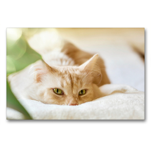 Premium Textil-Leinwand 90 x 60 cm Quer-Format Casper | Wandbild, HD-Bild auf Keilrahmen, Fertigbild auf hochwertigem Vlies, Leinwanddruck von N N