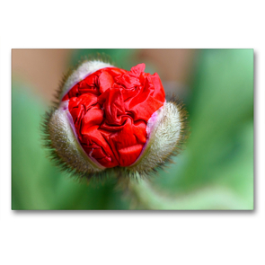 Premium Textil-Leinwand 90 x 60 cm Quer-Format Das rote Seidentuch – roter Mohn | Wandbild, HD-Bild auf Keilrahmen, Fertigbild auf hochwertigem Vlies, Leinwanddruck von HerzogPictures