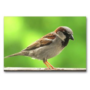 Premium Textil-Leinwand 90 x 60 cm Quer-Format Der freche Spatz | Wandbild, HD-Bild auf Keilrahmen, Fertigbild auf hochwertigem Vlies, Leinwanddruck von Claudia Schimmack