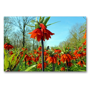 Premium Textil-Leinwand 90 x 60 cm Quer-Format Der Frühling zeigt sein schönstes Kleid | Wandbild, HD-Bild auf Keilrahmen, Fertigbild auf hochwertigem Vlies, Leinwanddruck von Konstanze Junghanns