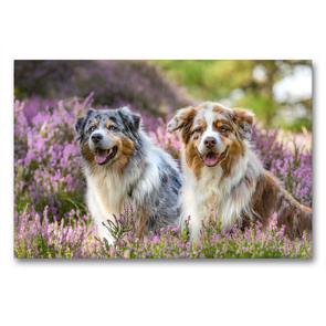 Premium Textil-Leinwand 90 x 60 cm Quer-Format Zwei Australian Shepherds sitzen strahlend in der lila Heidelandschaft | Wandbild, HD-Bild auf Keilrahmen, Fertigbild auf hochwertigem Vlies, Leinwanddruck von Annett Mirsberger