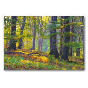 Premium Textil-Leinwand 90 x 60 cm Quer-Format Ein alter Wald | Wandbild, HD-Bild auf Keilrahmen, Fertigbild auf hochwertigem Vlies, Leinwanddruck von LianeM