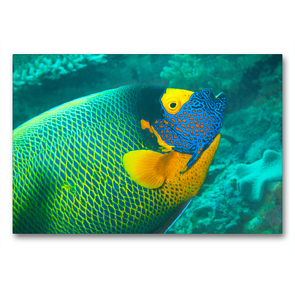 Premium Textil-Leinwand 90 x 60 cm Quer-Format Ein Blaukopf-Kaiserfisch im Profil | Wandbild, HD-Bild auf Keilrahmen, Fertigbild auf hochwertigem Vlies, Leinwanddruck von Ute Niemann