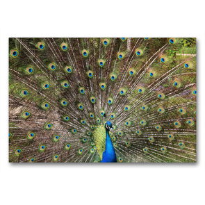 Premium Textil-Leinwand 90 x 60 cm Quer-Format Ein Pfau schlägt sein Rad | Wandbild, HD-Bild auf Keilrahmen, Fertigbild auf hochwertigem Vlies, Leinwanddruck von Gisela Kruse