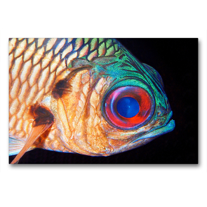 Premium Textil-Leinwand 90 x 60 cm Quer-Format Ein Soldatenfisch im Freiwasser – eine tolle Begegnung! | Wandbild, HD-Bild auf Keilrahmen, Fertigbild auf hochwertigem Vlies, Leinwanddruck von Ute Niemann