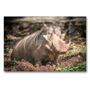 Premium Textil-Leinwand 90 x 60 cm Quer-Format Ein Wildschwein bei Arba Minch, Äthiopien. | Wandbild, HD-Bild auf Keilrahmen, Fertigbild auf hochwertigem Vlies, Leinwanddruck von dotmatchbox