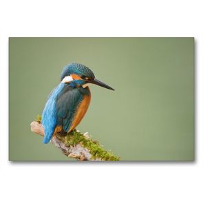 Premium Textil-Leinwand 90 x 60 cm Quer-Format Eisvogel | Wandbild, HD-Bild auf Keilrahmen, Fertigbild auf hochwertigem Vlies, Leinwanddruck von Johann Schörkhuber