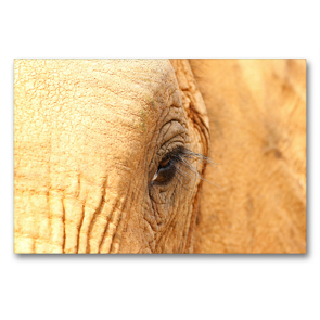 Premium Textil-Leinwand 90 x 60 cm Quer-Format Elefantenauge | Wandbild, HD-Bild auf Keilrahmen, Fertigbild auf hochwertigem Vlies, Leinwanddruck von Barbara Fraatz