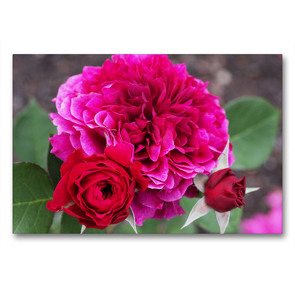 Premium Textil-Leinwand 90 x 60 cm Quer-Format Englische Rose Prospero in dunklem Pink | Wandbild, HD-Bild auf Keilrahmen, Fertigbild auf hochwertigem Vlies, Leinwanddruck von Gisela Kruse