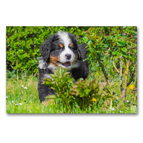 Premium Textil-Leinwand 90 x 60 cm Quer-Format Erkundung im Garten | Wandbild, HD-Bild auf Keilrahmen, Fertigbild auf hochwertigem Vlies, Leinwanddruck von Sigrid Starick