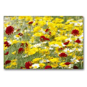 Premium Textil-Leinwand 90 x 60 cm Quer-Format Färberkamille und Mazedonische Witwenblumen | Wandbild, HD-Bild auf Keilrahmen, Fertigbild auf hochwertigem Vlies, Leinwanddruck von Gisela Kruse