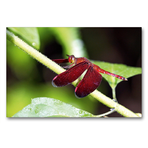 Premium Textil-Leinwand 90 x 60 cm Quer-Format Feuerlibelle, Borneo | Wandbild, HD-Bild auf Keilrahmen, Fertigbild auf hochwertigem Vlies, Leinwanddruck von Michael Herzog