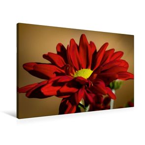 Premium Textil-Leinwand 90 x 60 cm Quer-Format Flower-Power | Wandbild, HD-Bild auf Keilrahmen, Fertigbild auf hochwertigem Vlies, Leinwanddruck von Andreas Levi – PHOTOmedia++ von Levi - PHOTOmedia++,  Andreas