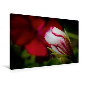 Premium Textil-Leinwand 90 x 60 cm Quer-Format Flower-Power | Wandbild, HD-Bild auf Keilrahmen, Fertigbild auf hochwertigem Vlies, Leinwanddruck von Andreas Levi – PHOTOmedia++ von Levi - PHOTOmedia++,  Andreas