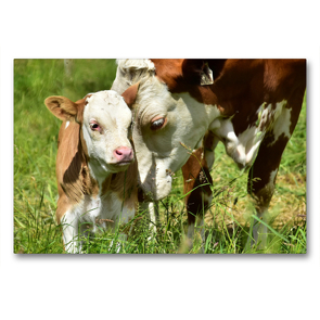 Premium Textil-Leinwand 90 x 60 cm Quer-Format Fotoserie Rinder und Kälber auf den Wiesen der Eifel – Foto Jean-Louis Glineur | Wandbild, HD-Bild auf Keilrahmen, Fertigbild auf hochwertigem Vlies, Leinwanddruck von Jean-Louis Glineur