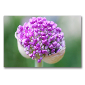 Premium Textil-Leinwand 90 x 60 cm Quer-Format Frisch geöffnet, Allium Hortulus-Uphoff | Wandbild, HD-Bild auf Keilrahmen, Fertigbild auf hochwertigem Vlies, Leinwanddruck von Gisela Kruse