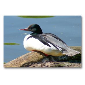 Premium Textil-Leinwand 90 x 60 cm Quer-Format Gänsesäger (Mergus merganser) Männchen | Wandbild, HD-Bild auf Keilrahmen, Fertigbild auf hochwertigem Vlies, Leinwanddruck von kattobello